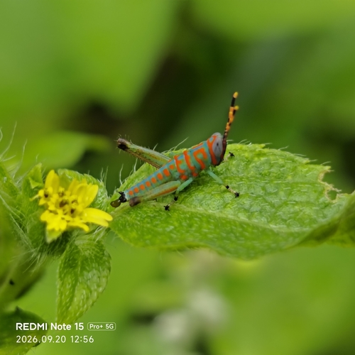 Little Clown Grasshopper