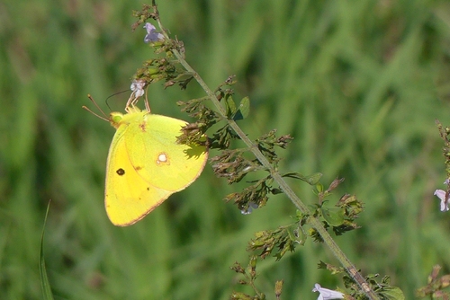 Clouded Yellow