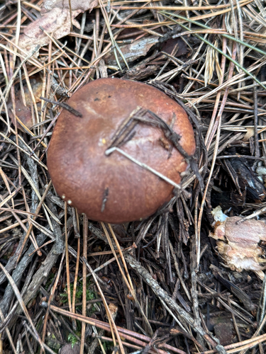 Purple-veiled Slippery Jack