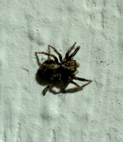 House Jumping Spider