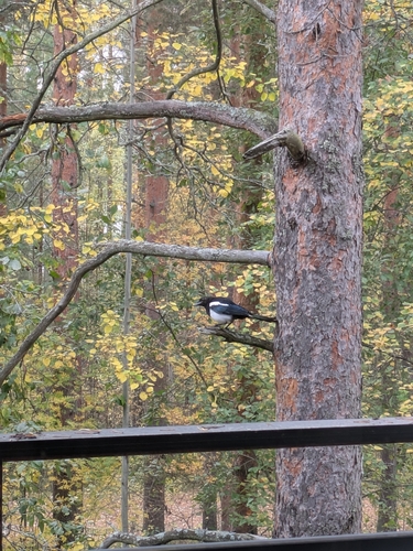 Eurasian Magpie