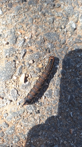 Convolvulus Hawkmoth