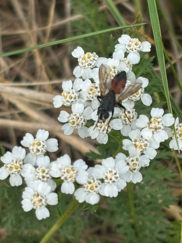 Red Spotted Parasite Fly