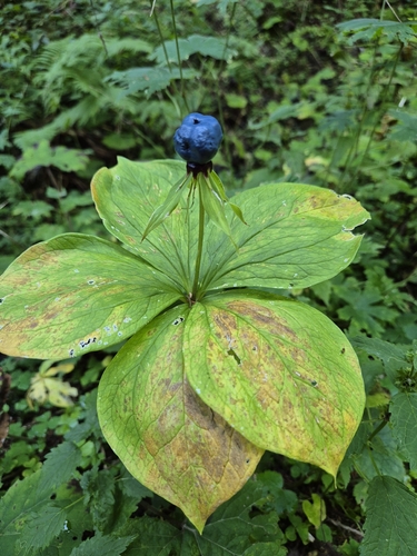 Herb Paris