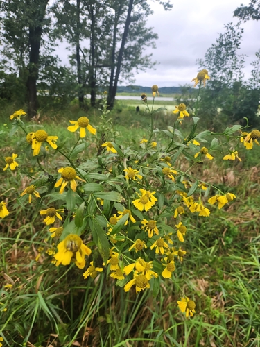 common sneezeweed
