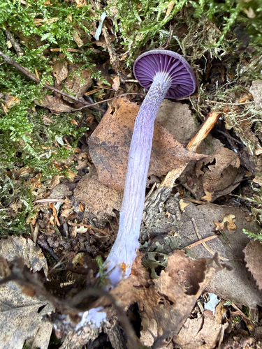 Amethyst Deceiver