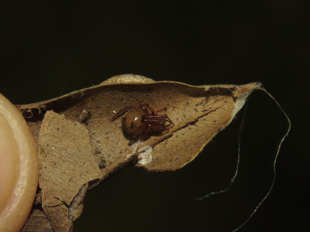 Cryptachaea pacoti