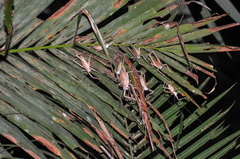 Segestidea queenslandica