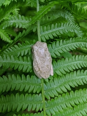 Hyla versicolor