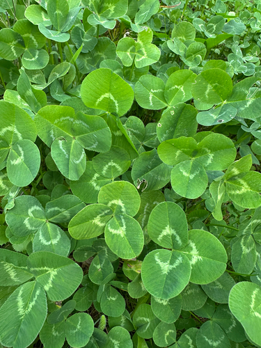 white clover