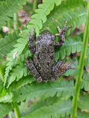 Hyla versicolor