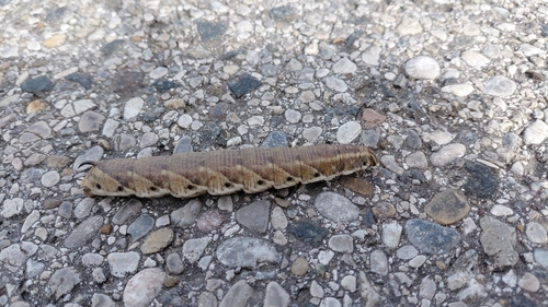 Convolvulus Hawkmoth