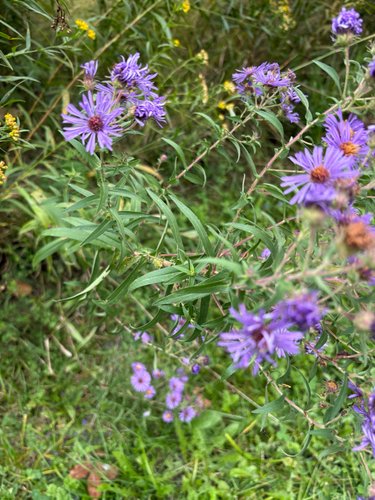 New England aster