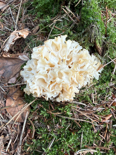 Cauliflower Fungus