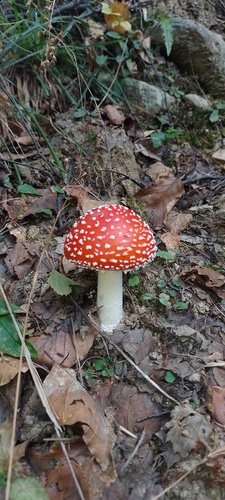 Fly Agaric