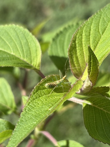 Leafhopper Assassin Bug