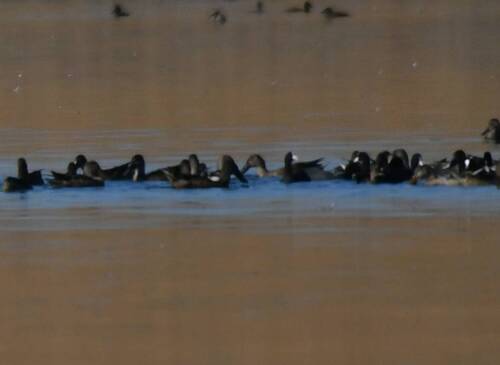 Northern Shoveler