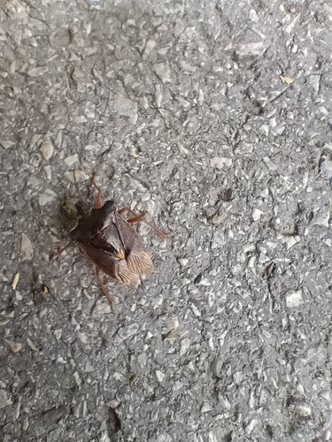 Forest Bug