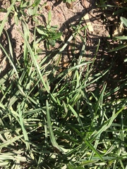 Dorcadion holosericeum