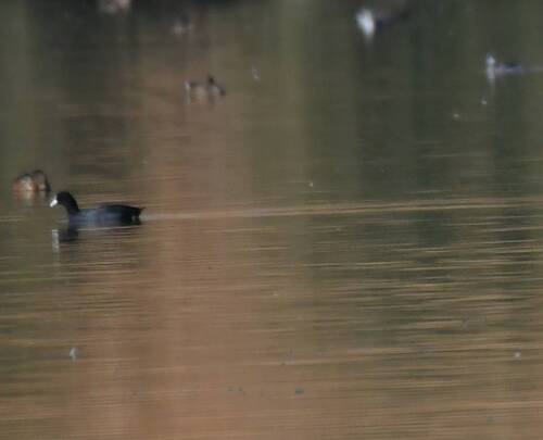 Eurasian Coot