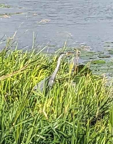 Grey Heron
