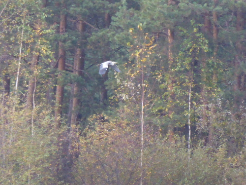 Grey Heron