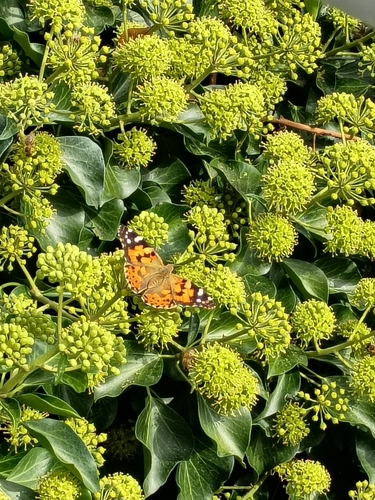 Painted Lady