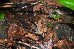 Cophixalus australis