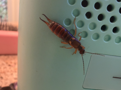 European Earwig