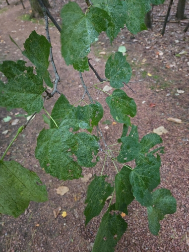 basswood