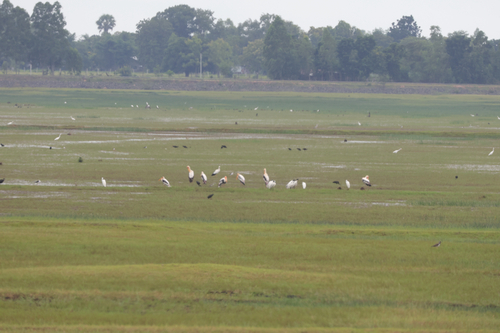 Black-headed Ibis