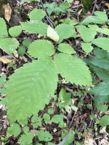 Ulmus laevis