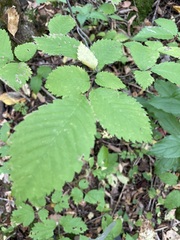Ulmus laevis