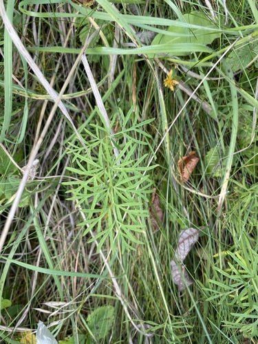 Kadenia dubia