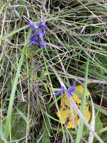 Polygala comosa, photograph 1