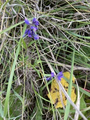 Polygala comosa