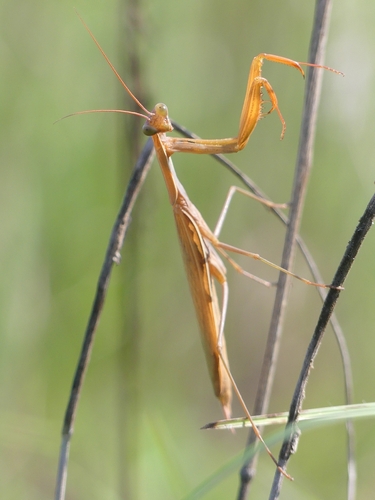 European Mantis