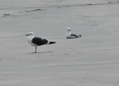 Lesser Black-backed Gull