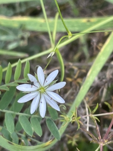 Stellaria graminea, photograph 3