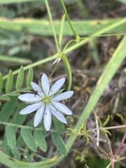 Stellaria graminea, photograph author not stated, no rights reserved