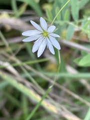 Stellaria graminea, photograph author not stated, no rights reserved