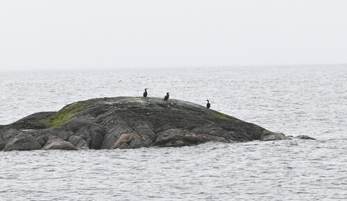 European Shag
