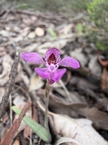 Caladenia nana nana