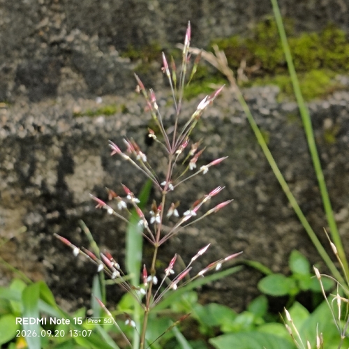 Wild Oat Grass