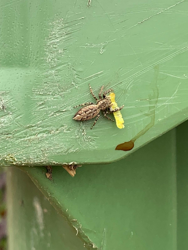 Fencepost jumping spider