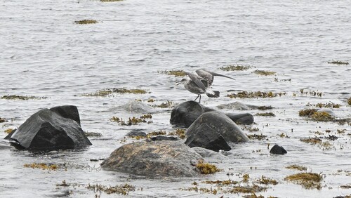 European Herring Gull