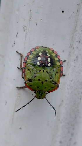 Southern Green Stink Bug