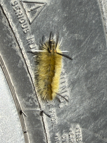 Banded Tussock Moth