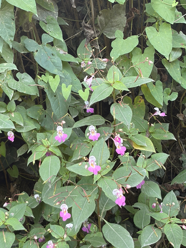 Kashmir Balsam