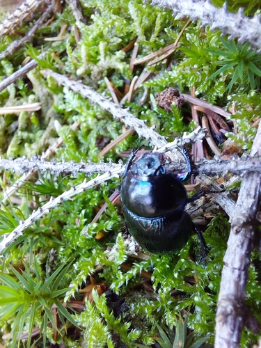 Woodland Dor Beetle